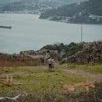 Decoding Wine Pairings for the Curious Beginner