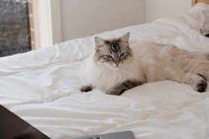 Pet Tech: Gadgets for Your Furry Friends