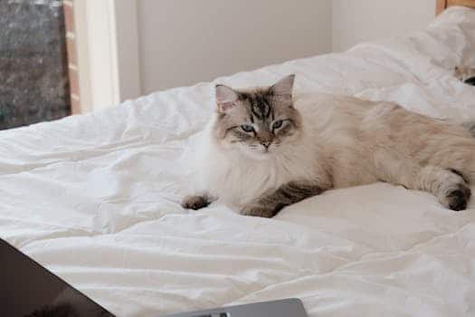 Pet Tech: Gadgets for Your Furry Friends