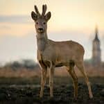 Wildlife watching tours led by experts