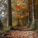 Forest trails where silence is golden