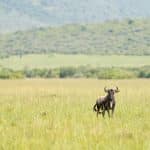 Wildlife expeditions in protected national parks