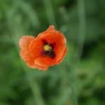 Wildflower festivals that celebrate seasonal beauty