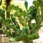 Desert oases that feel like mirages