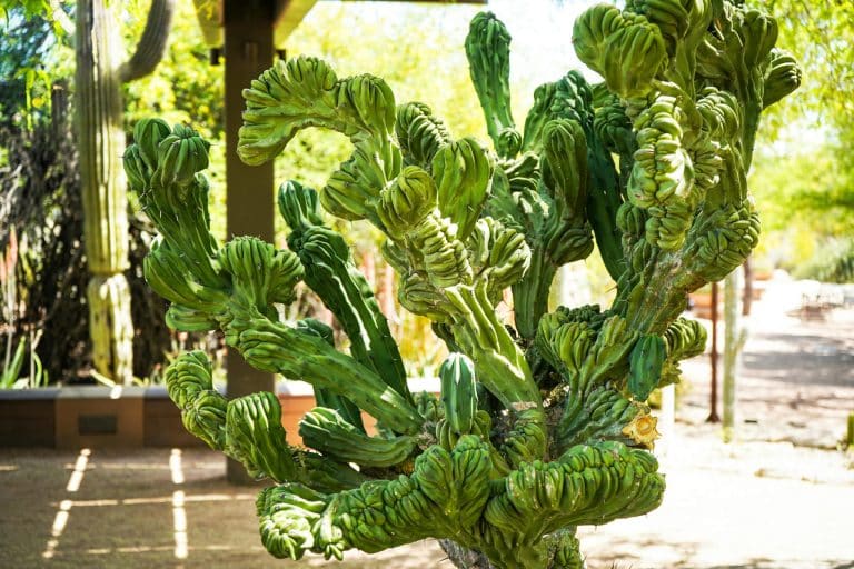 Desert oases that feel like mirages