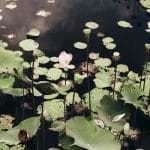 Eco Friendly Beauty Provides Natural Alternatives to Chemicals