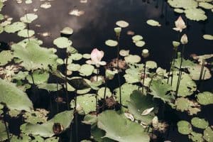 Eco Friendly Beauty Provides Natural Alternatives to Chemicals