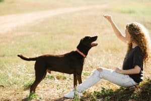 Pet Cameras That Dispense Treats Remotely