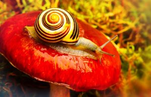 Mushroom-Based Car Interiors: Sustainable Luxury Material Revolution